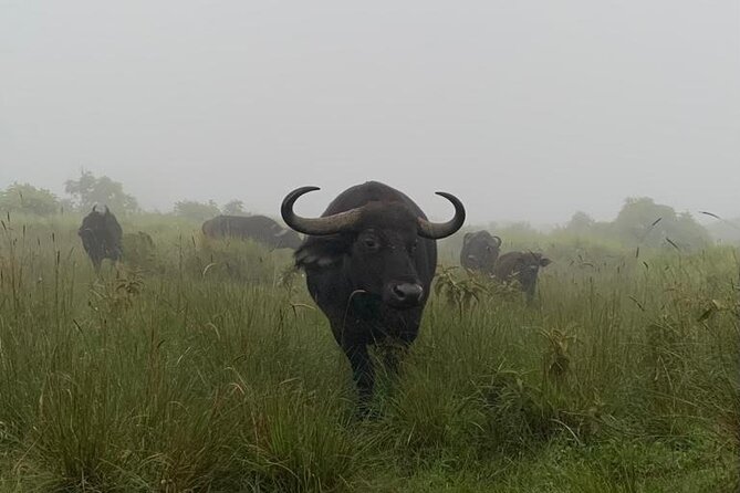 03 days Serengeti and Ngorongoro Crater group (camping) - Why this three-day safari works