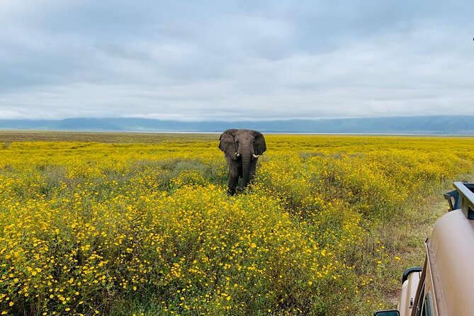 04 Days Tarangire, Serengeti and Ngorongoro crater group (Camping - Day 4: Six hours on the Ngorongoro Crater floor