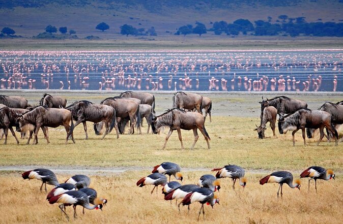 05 Days Tarangire, Serengeti, Ngorongoro and Lake Manyara - Four parks, five days, and a lot of road