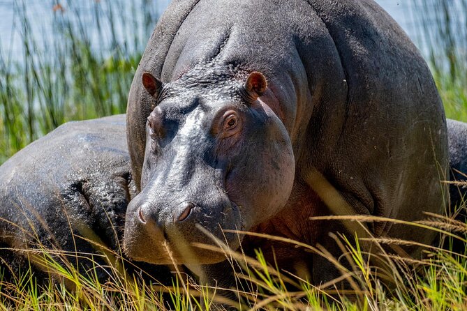 1 Day Safari to Akagera national park-Big5 Safari - Key points to know before booking