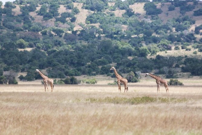 1 Day Safari to Akagera national park-Big5 Safari - What to wear in Akagera
