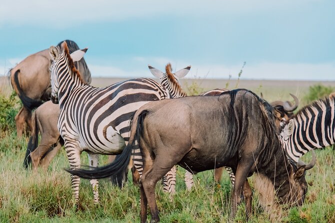 10-Day Serengeti Wildebeest Migration Safari from Arusha - Why this safari works for migration season