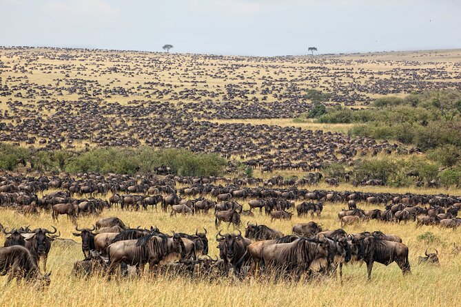 10-Day Serengeti Wildebeest Migration Safari from Arusha - Days 5 to 7: Central Serengeti and Seronera