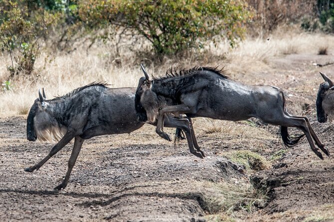 10-Day Serengeti Wildebeest Migration Safari from Arusha - Day 8: The Ngorongoro Crater