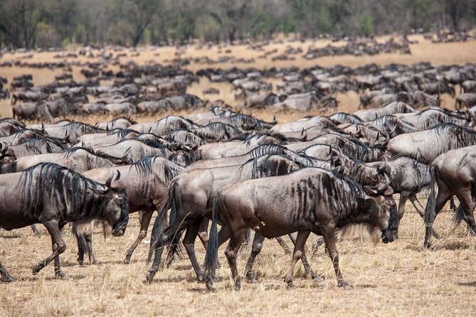 10-Day Serengeti Wildebeest Migration Safari from Arusha - What the $5,512.83 price really covers
