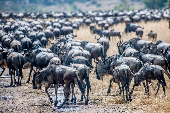 10-Day Serengeti Wildebeest Migration Safari from Arusha - Day 1: A gentle start in Arusha