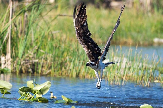 10000 Islands Everglades Boat Tour - Setting Out From Naples