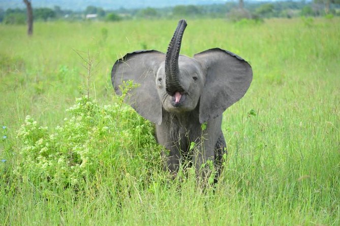 2 Days 1 Night Mikumi National Park from Dar es salaam - The 6:30 a.m. game drive