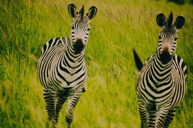 2 Days 1 Night Mikumi National Park from Dar es salaam - Lunch in Morogoro and the return to the coast