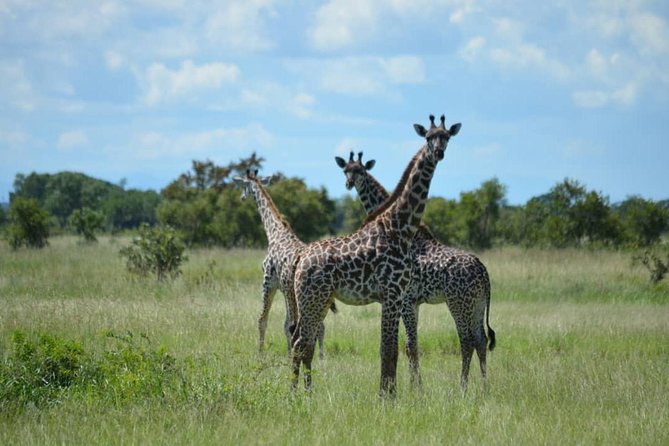 2 Days 1 Night Mikumi National Park from Dar es salaam - Guides, vehicles, and group size