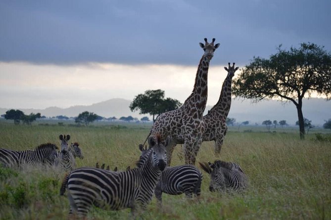2 Days 1 Night Mikumi National Park from Dar es salaam - What the $670 price gets you