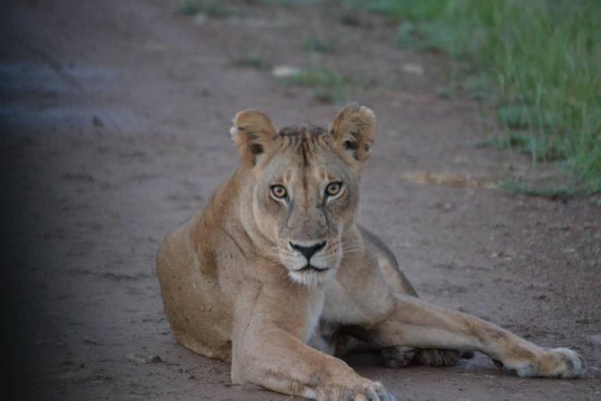2 Days 1 Night Mikumi National Park from Dar es salaam - The first afternoon: reaching Mikumi