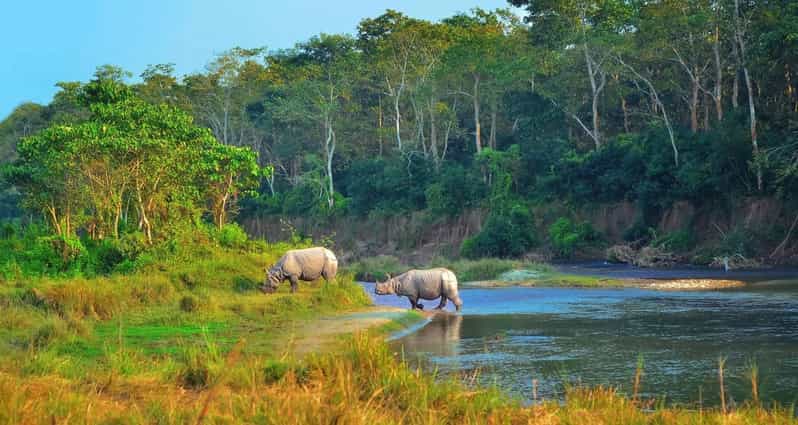 2 Days Chitwan Jungle Safari Tour from Pokhara/Kathmandu - The jeep safari and Chitwan’s wildlife