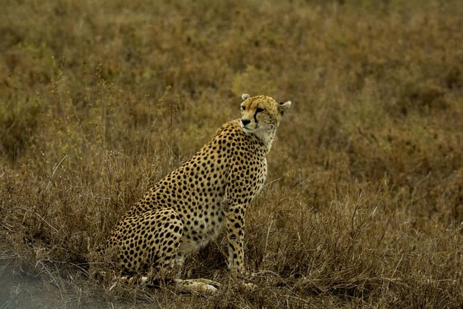 2 Days Group Joining Camping Safari Tarangire Park and Ngorongoro Crater - Descending into Ngorongoro Crater