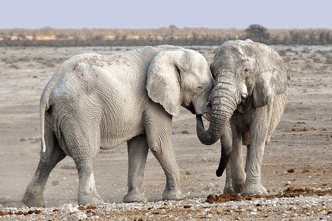2 Days Group Joining Camping Safari Tarangire Park and Ngorongoro Crater - Tarangire National Park and the elephant country