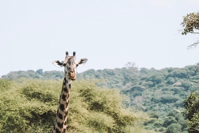 2 days Mid Range Safari in Ngorongoro and Tarangire Big 5 Parks - Day one: Tarangire’s elephants and baobabs