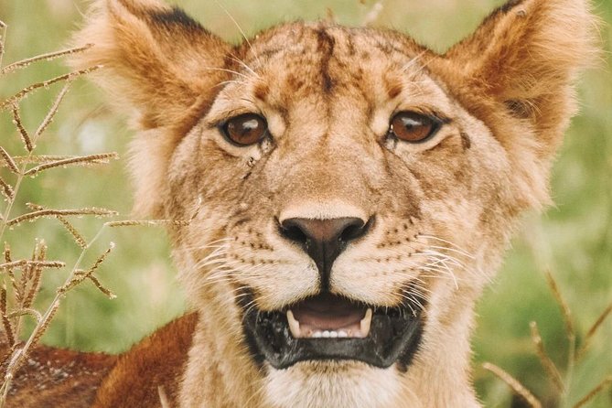 2 days Mid Range Safari in Ngorongoro and Tarangire Big 5 Parks - The guide makes or breaks a short safari