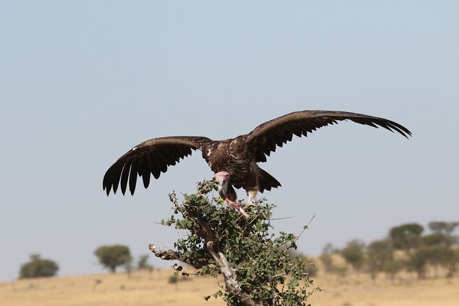 2 Days Tarangire and Ngorongoro Group Camping Safari - What the camping stop means for you