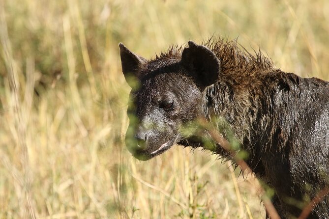 2 Days Tarangire and Ngorongoro Group Camping Safari - The wildlife expectations are strong, but keep them realistic