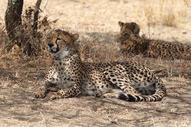 2 Days Tarangire and Ngorongoro Group Camping Safari - Group setting, private booking, and personal service