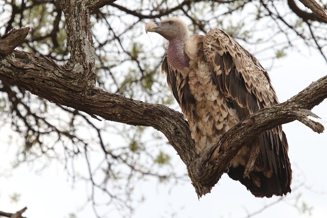 2 Days Tarangire and Ngorongoro Group Camping Safari - Day 1: Tarangire after breakfast