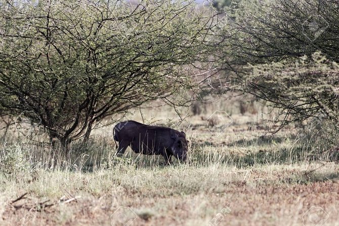 2 Days Wildlife Safari to Awash National Park - Why this two-day safari can work well