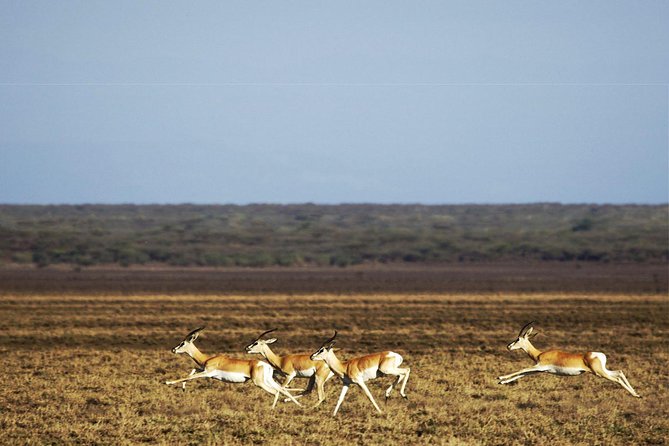 2 Days Wildlife Safari to Awash National Park - Awash River Falls adds variety to the first day