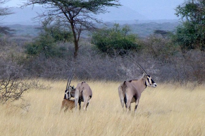 2 Days Wildlife Safari to Awash National Park - The overnight at Genet Hotel