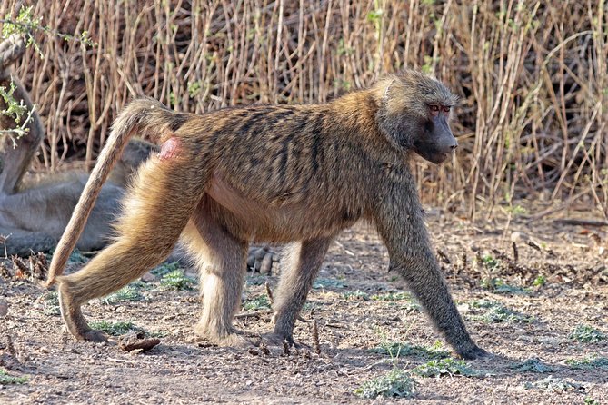 2 Days Wildlife Safari to Awash National Park - An early game drive on day two