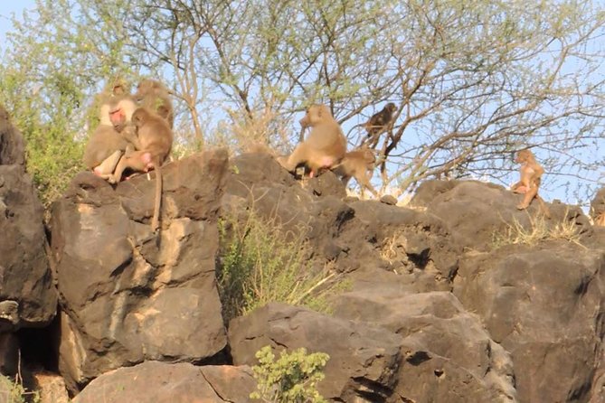 2 Days Wildlife Safari to Awash National Park - Cooling off at Sodere hot springs
