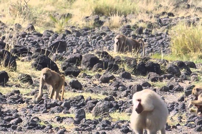 2 Days Wildlife Safari to Awash National Park - What the price includes, and what it does not