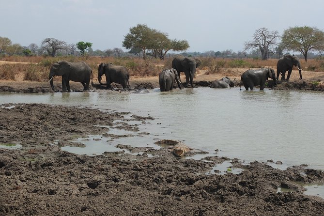 2 nights 3 days safari to mikumi national park - Guide quality and what to confirm
