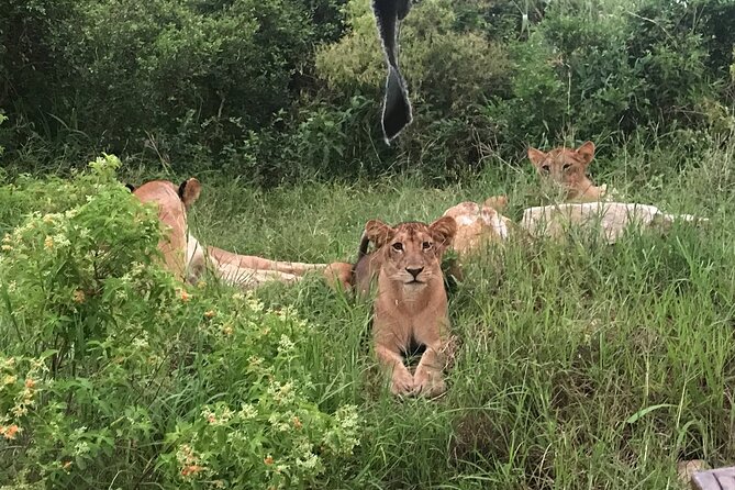 2 nights 3 days safari to mikumi national park - Who will enjoy this safari most