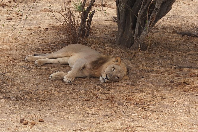 2 nights 3 days safari to mikumi national park - Day two: the main wildlife day