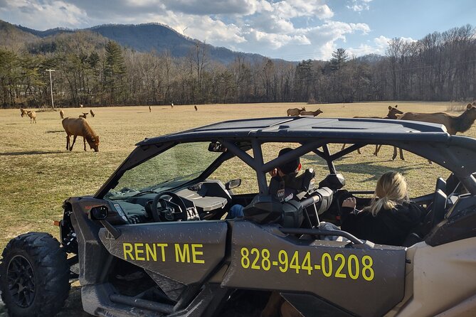 3-3.5 HR UTV ECO Elk Wilderness Adventure - From Maggie Valley to a mile-high ridgeline