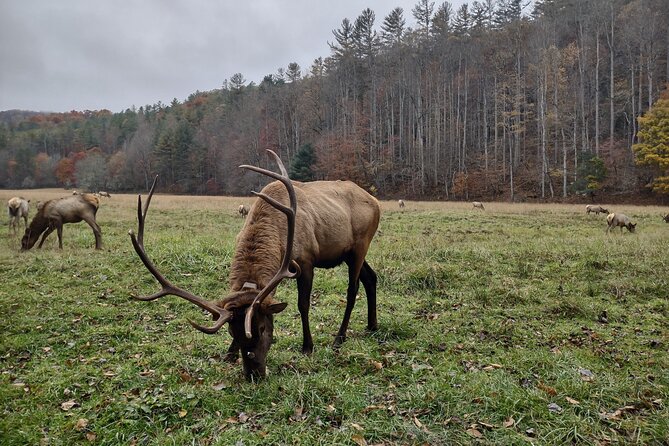 3-3.5 HR UTV ECO Elk Wilderness Adventure - Searching for North Carolina’s wild elk