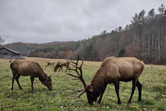 3-3.5 HR UTV ECO Elk Wilderness Adventure - What the $250 price means