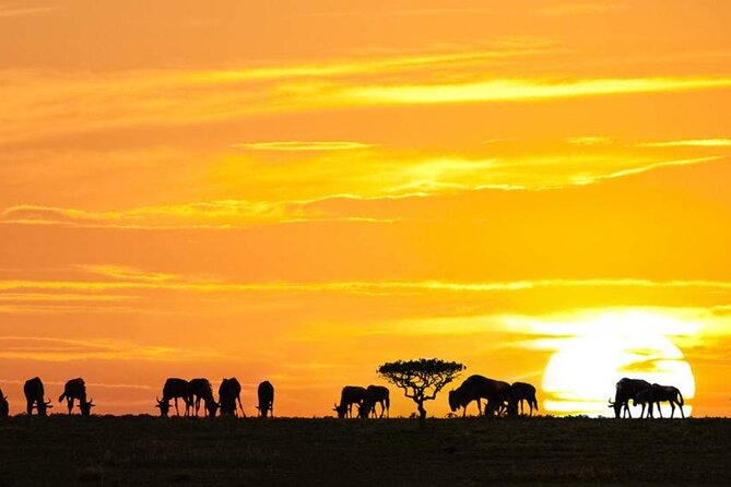 3 Day Classic, Guided Serengeti Safari - Two nights inside the Serengeti