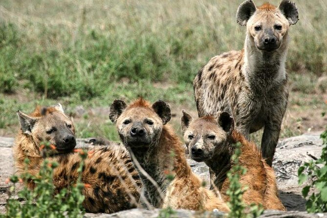 3 Day Classic, Guided Serengeti Safari - Day 2: the day that makes the safari