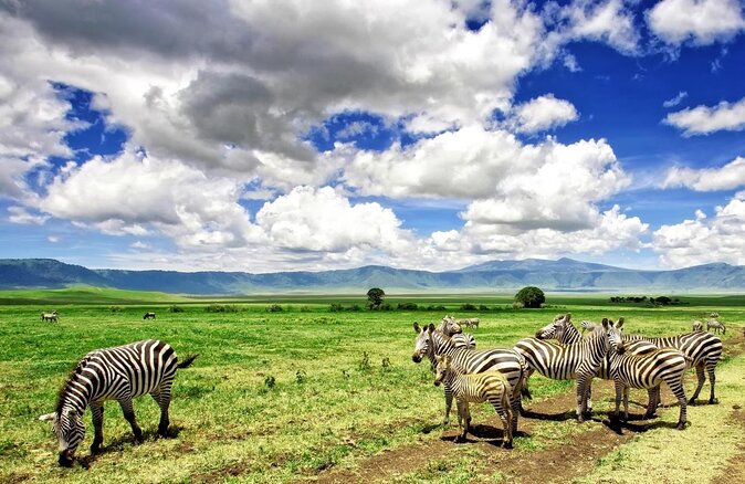 3-Day Classic Serengeti Safari - Key points to know before you book