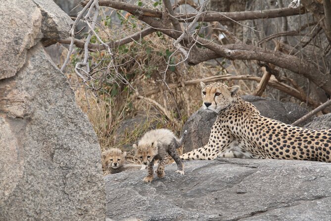 3-Day Classic Serengeti Safari - Day two: a full day across the Serengeti plains