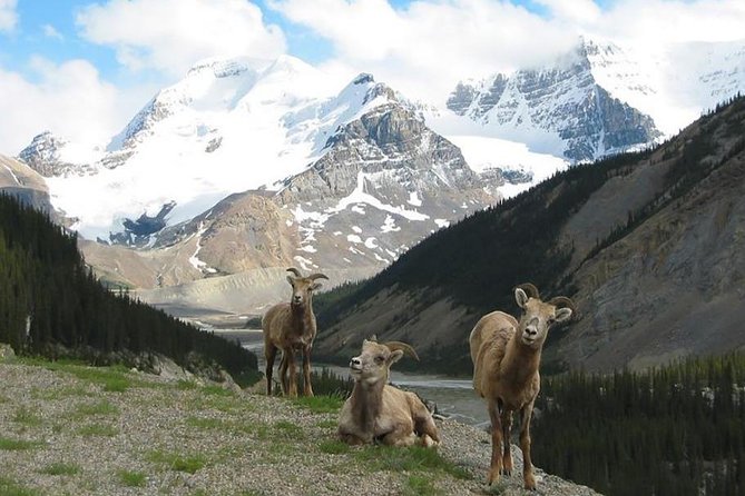 3-Day Glacial Tour package, Columbia Icefield, Jasper, LakeLouise - Guides, vehicles, and the group-tour tradeoff