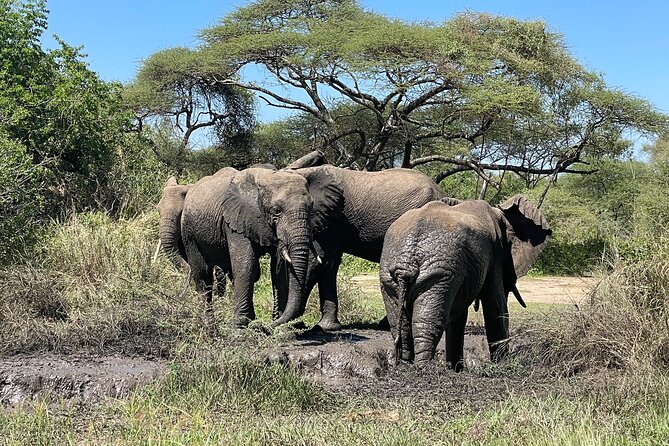 3-Day Tarangire, Ngorongoro and Lake Manyara Camping Safari - Should you book the Tarangire, Ngorongoro and Lake Manyara safari?
