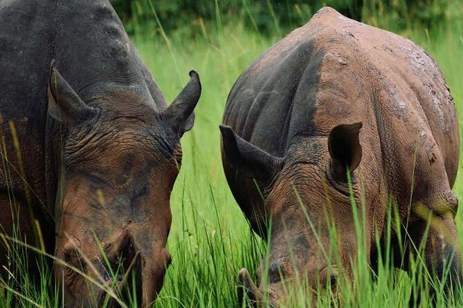 3-Day Ultimate Big Five Safari - Murchison Falls & Rhinos - Reaching Murchison Falls by the Nile