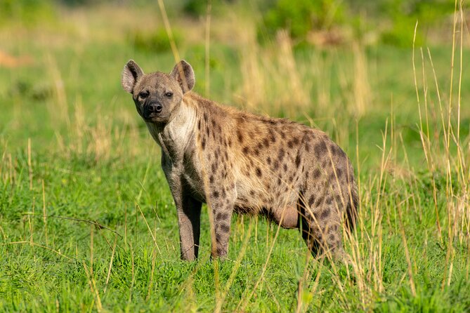3-Day Ultimate Big Five Safari - Murchison Falls & Rhinos - The Victoria Nile boat safari