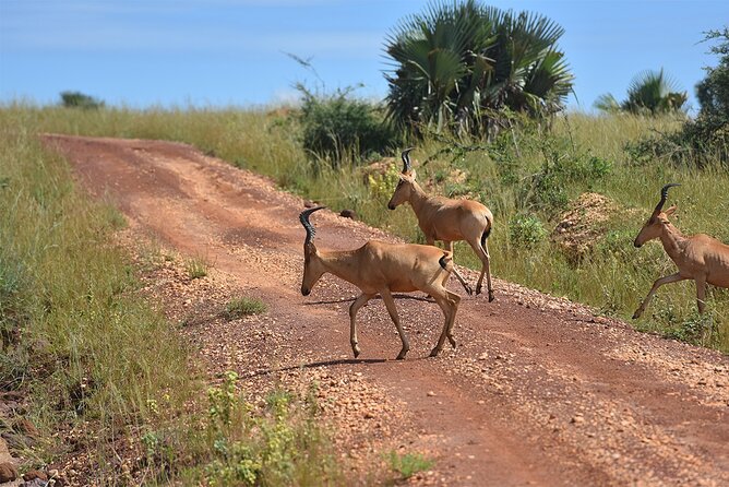 3-Day Ultimate Big Five Safari - Murchison Falls & Rhinos - Day three and the choice of one more drive