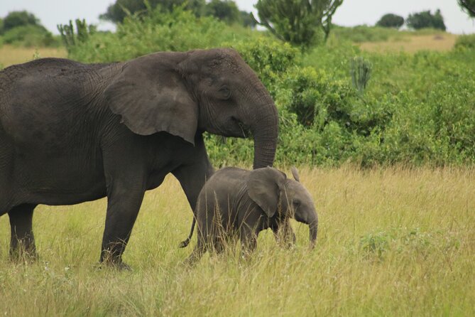 3-Day Ultimate Big Five Safari - Murchison Falls & Rhinos - Who will enjoy this three-day safari