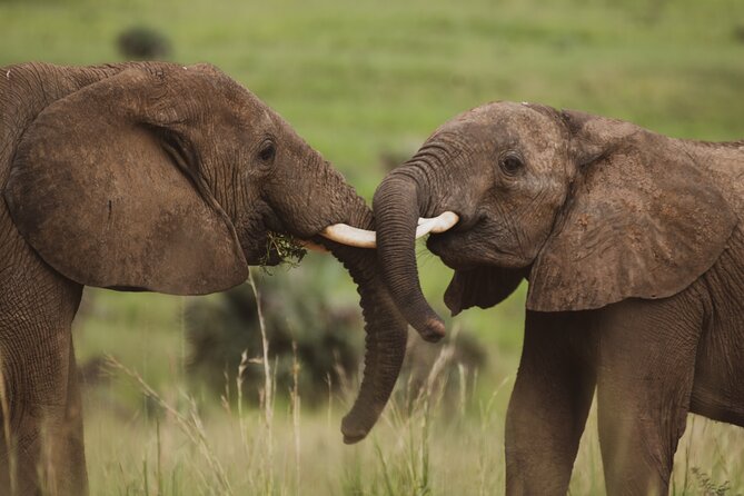 3-Day Ultimate Big Five Safari - Murchison Falls & Rhinos - Small details that make the decision easier