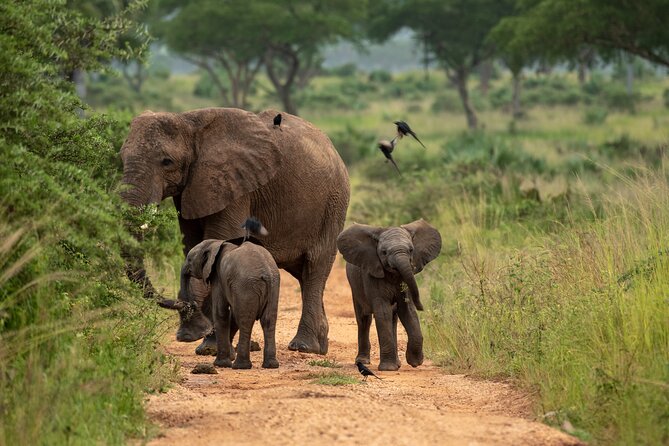 3-Day Ultimate Big Five Safari - Murchison Falls & Rhinos - The game drive: a real search, not a guarantee