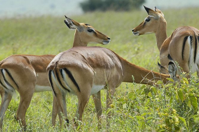 3 Days 2 Nights Group Joining Serengeti and Ngorogoro Safari - Key things to know before you book